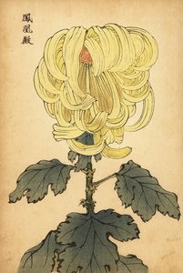 Crisantemo ibrido giallo incurvato, 1893