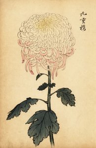Crisantemo variegato bianco e rosa