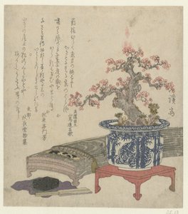 Koto con fiori di prugna in vaso