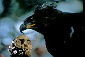 2,5 milioni di anni, il teschio del bambino di Taung con l