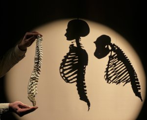 DOH, I primi passi, ricostruzione della colonna vertebrale, Bruce Latimer, Museo di Storia Naturale di Cleveland da Kenneth Garrett