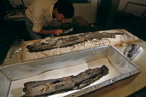 Dr. Matthew Adams ispeziona una tavola di legno di una barca in laboratorio, legno duro, non cedro, da Abydos, Egitto, 2005 da Kenneth Garrett