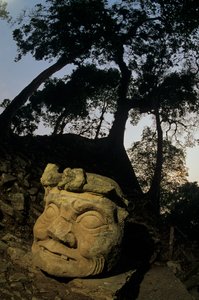 Dio N, albero di Ceiba, tempio, Maya, Copan, Honduras, periodo classico da Kenneth Garrett