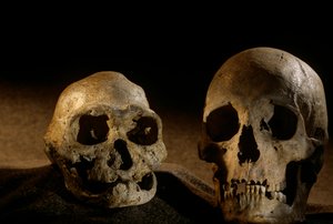 Teschio di Homo erectus, senza denti, e teschio umano moderno, Dmanisi