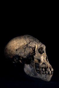 Teschio trovato a Dmanisi, Georgia, sito di Homo erectus