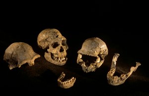 Teschi e mandibole da Dmanisi, Dmanisi, Georgia, sito di Homo Erectus