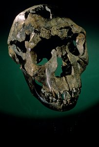Ragazzo di Turkana, Kenya, Ovest Turkana, Lago Turkana, KNMER-WT15000, H. erectus, Nariokotome, 2008 (foto) da Kenneth Garrett