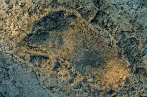 Piedi umani, tracce di Laetoli, DOH; I primi passi, 3,6 milioni di anni, impronta