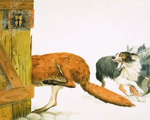 Un cane collie scaccia una volpe