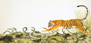 Una tigre che corre lungo il dorso dei bufali