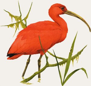 I per Ibis da Kenneth Lilly