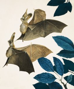 Il pipistrello dalle orecchie lunghe da Kenneth Lilly