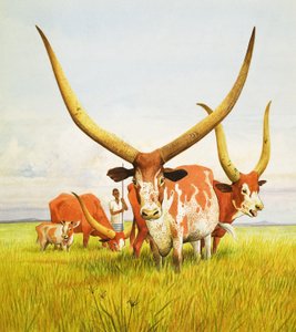 Le corna più lunghe! ... Appartengono al bestiame a corna lunghe Bahima dell