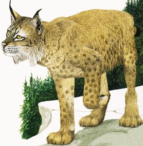 La lince