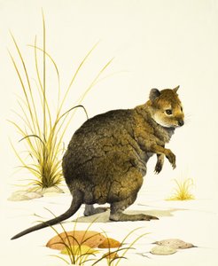 Il Quokka dell