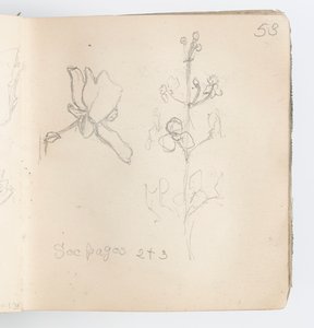 Pagina di taccuino: schizzo di fiore da Kenyon Cox