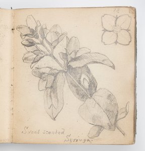 Pagina di taccuino: Siringa profumata da Kenyon Cox