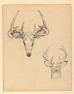 Studio di Testa di Cervo da Kenyon Cox