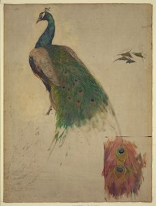 Le scienze, studio per pavone nel timpano, galleria sud-ovest, decorazione per la Biblioteca del Congresso da Kenyon Cox