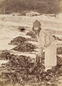 Donna Ainu che raccoglie alghe da Kenzô Tamoto