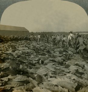 Taglio del tabacco, Kentucky, USA, 1904