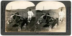 Agricoltura vicino a Seoul, Corea del Sud, anni 1900 da Keystone View Company