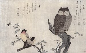 Un gufo e due fringuelli orientali, da un album 