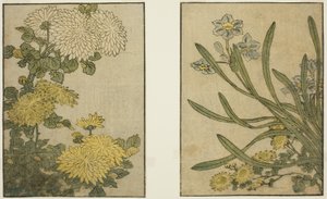Crisantemo e narciso, dal libro illustrato "Libro illustrato: Fiori delle quattro stagioni (Ehon shiki no hana)," vol. 2 da Kitagawa Utamaro