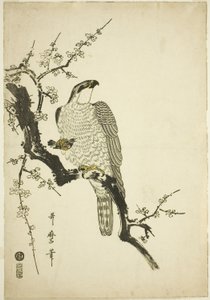 Falco su un ramo di prugna da Kitagawa Utamaro