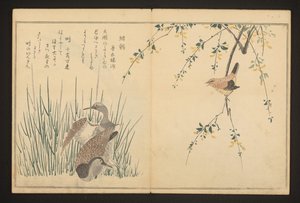 Germano reale e martin pescatore da Kitagawa Utamaro