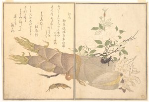 Grillo talpa (Kera); Forbicina (Hasami-mushi), tratto dal libro illustrato “Ehon mushi erami” (Il libro illustrato degli insetti striscianti) da Kitagawa Utamaro