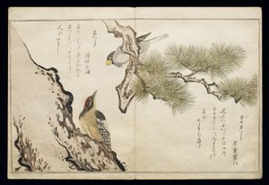 P.332-1946 Vol.1 f.3 Hawfinch e un picchio, da un album 