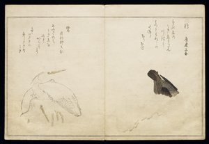 P.332-1946 Vol.1 f.4 Cormorano a destra e due aironi nevosi a sinistra, da un album 