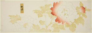 Peonie