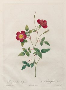 Rosa Indica Stelligera da Kitagawa Utamaro