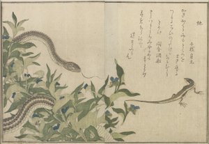 Serpente e lucertola, 1788