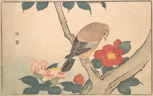 Camelie con un uccello
