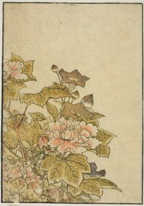 Fiori d
