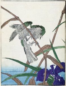 Uccello su un albero. Disegno giapponese di Kitao Kosuisai da Kitao Shigemasa