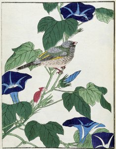 Uccello su un albero. Disegno giapponese di Kitao Kosuisai