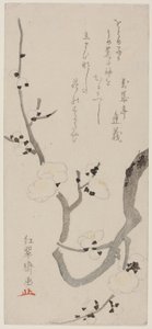 Ramo di Prugna da Kitao Shigemasa