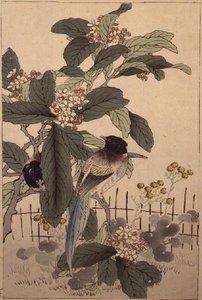 Uccelli dalla Coda Blu tra i Fiori da Bunrei Kacho Gafu, pub. 1885