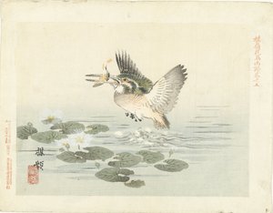 Martin pescatore (serie: Schizzi di fiori e uccelli di Bairei) da Kono Bairei
