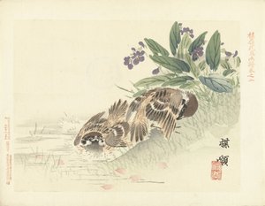 Due passeri (schizzi di fiori e uccelli di Bairei, Barei kacho gafu) da Kono Bairei