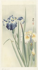 Iris da Ohara Koson