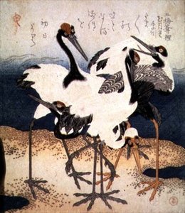 Cinque gru con piume bianche in varie pose su una lingua di sabbia, dalla serie Tre Petali, c.1816 da Kubo Shumman