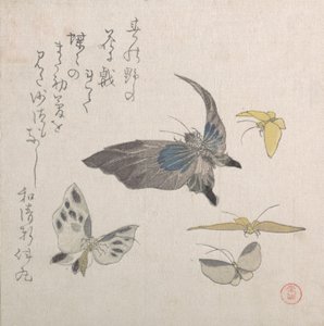 Farfalle, XIX secolo da Kubo Shunman