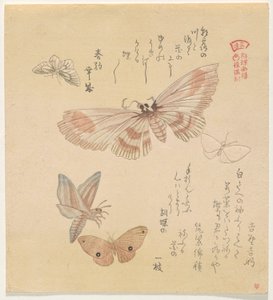 Farfalle e falene, dalla serie Un volo di farfalle (Gunchō Gafu) da Kubo Shunman