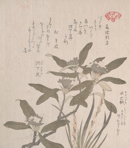 Daphne odora e Mojisuri-so da Kubo Shunman
