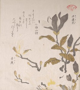 Fiori di magnolia da Kubo Shunman